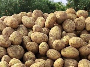 سیب‌زمینی لرستان و کرمانشاه از نیمه دوم مهر وارد بازار می شود/ قیمت تمام شده هر کیلو سیب زمینی برای کشاورز 50 هزار تومان است